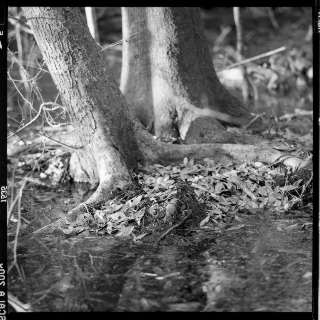 Abstract, Gainesville 2011 [Take 1]