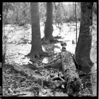 Abstract, Gainesville 2011 [Take 2]