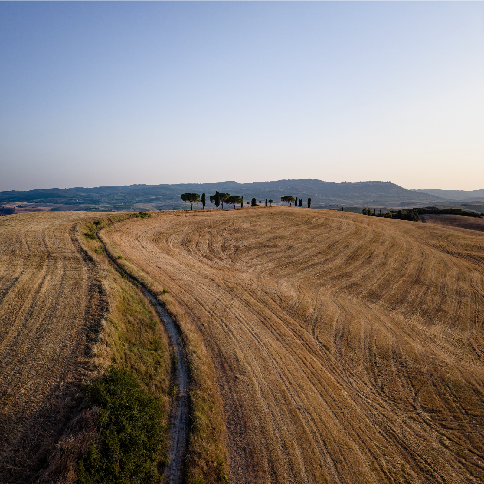 Cypresses, Tuscany 2026 [Take I]