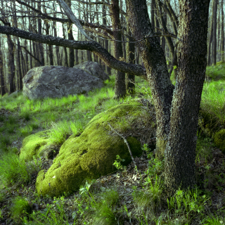 Moss, Vitosha 2009 [Take 1]