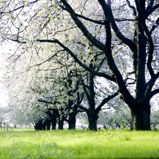 Spring, Germany 2007 [Take 1]